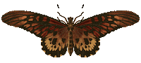 Vintage Butterfly Sticker