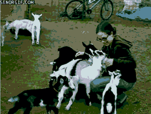 goats GIF by Cheezburger