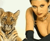 Tiger Ceca GIF