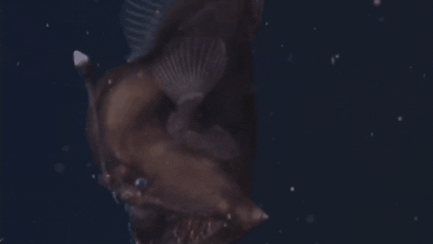 CreatureFeatures giphygifmaker anglerfish GIF