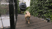 Channel 4 Dog GIF by Stellify Media