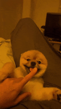 Leo Coda GIF