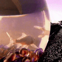 Jump Fish GIF by Feeder