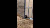 Sacramento Zoo Welcomes Baby Giraffe