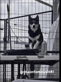 Fire Lol GIF by Loki