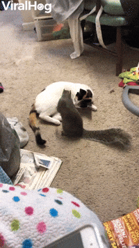 Gemma and Georgie Playing