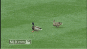 113 GIF by MLB