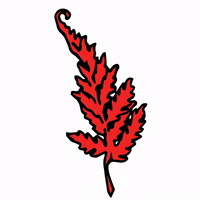 RedFernRoc vegan fern rochester red fern GIF
