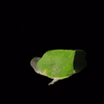 Potato Parrot GIF