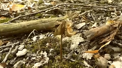overdoso giphygifmaker animals animal insect GIF