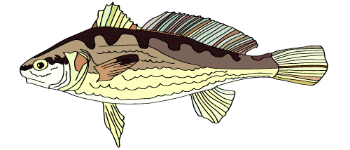 luzgga giphyupload fish sea pool Sticker