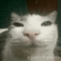 Cat What GIF