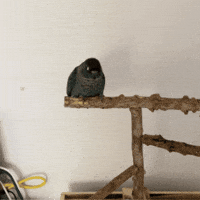Poop GIF