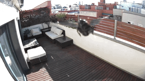 0c705d8b30ca44aa9b9ad5f5c0aac0e3 giphyupload GIF