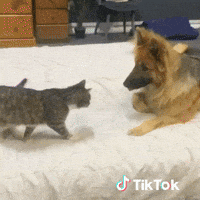 Dog Cc GIF by TikTok France