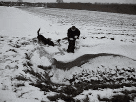 dog fail GIF