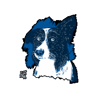 Happy Border Collie Sticker by EDGARDUDE