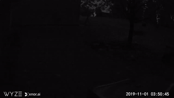 Buck Battle Caught on Camera in Backyard of Minnesota Home