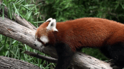 symphony for our world GIF by Nat Geo Wild 