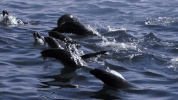 symphony for our world GIF by Nat Geo Wild 