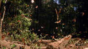 symphony for our world GIF by Nat Geo Wild 