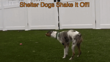 Shelter Dogs Shake It Like a Polaroid Picture