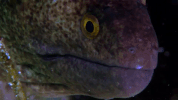 symphony for our world GIF by Nat Geo Wild 