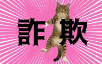 Cat Warning GIF