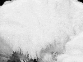 william dieterle dancers GIF by Maudit