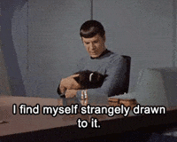 Star Trek Cat GIF