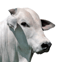 fazendaguadalupe boi fazenda agropecuaria nelore Sticker