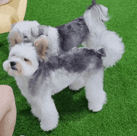 Dog Love GIF