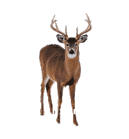 Deer Hunting Sticker by Dsoon