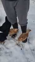 Chickens Hitch a Ride on Owner's Feet to Stay Out of Washington Snow