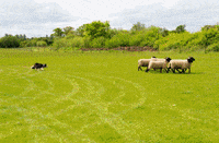 mayfields GIF