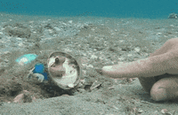 octopus GIF