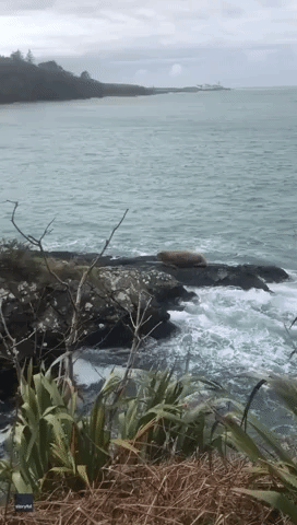 Islanders Report Rare Sighting of Walrus Off Irish Coast