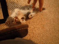dwarf GIF