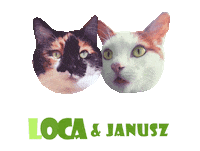 Cats Loca Sticker