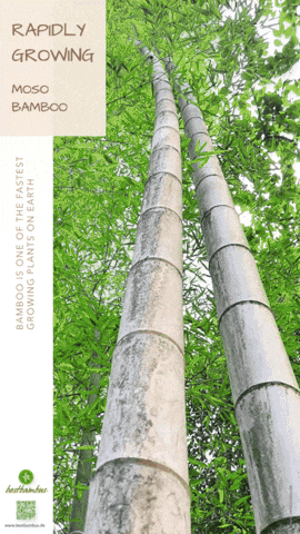 Nachhaltig GIF by bestbambus