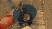 hamster wheel GIF