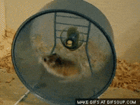 hamster GIF