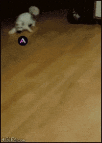 Cat Crypto GIF by Altura
