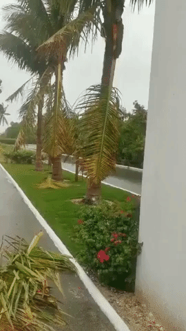 Trees in Turks and Caicos Damaged by Hurricane Isaias