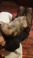 Heavy Wombat Decides Human is a Great Bed