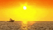 florida GIF
