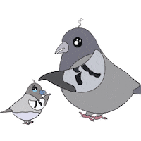 Pidgeon Sticker