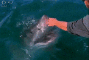DailyDoseOfAwesome giphyupload GIF