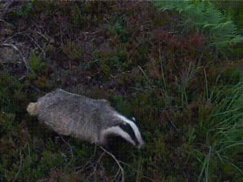 GIF by ADHDTV