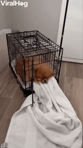 When Your Pom Becomes A Snow Pom Pom GIF by ViralHog